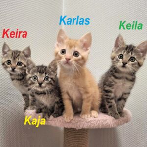 Keila Keira, Kaja ir Karlas (paskiepyti, čipuoti)