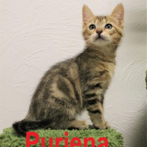 Puriena (skiepyta, čipuota)