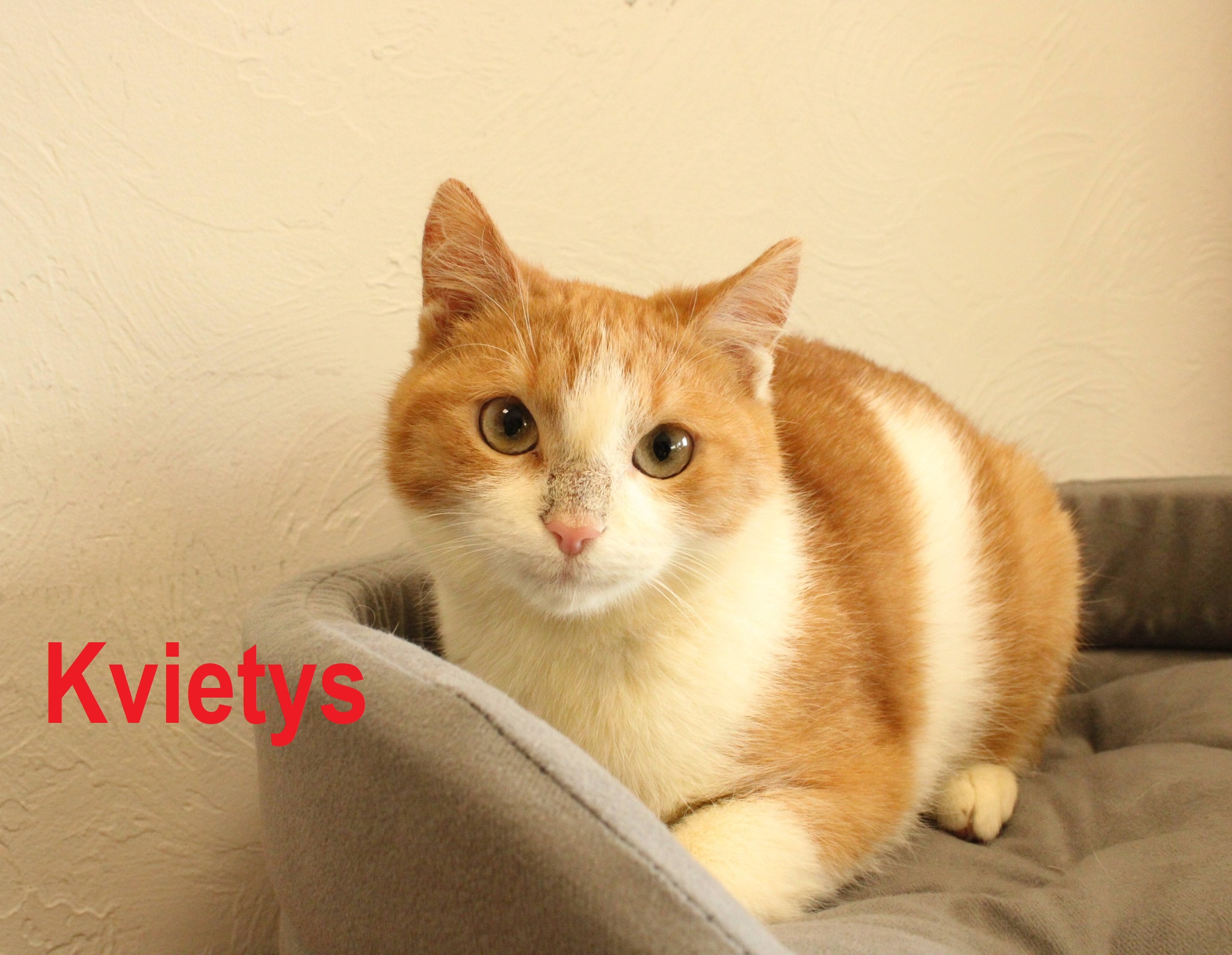 589635097_1173278301600708_194962077626828146_n – kopija