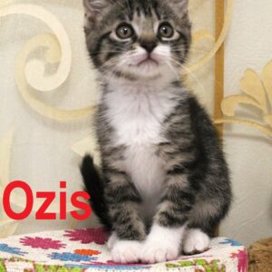 Ozis padovanotas 2025 10 11.