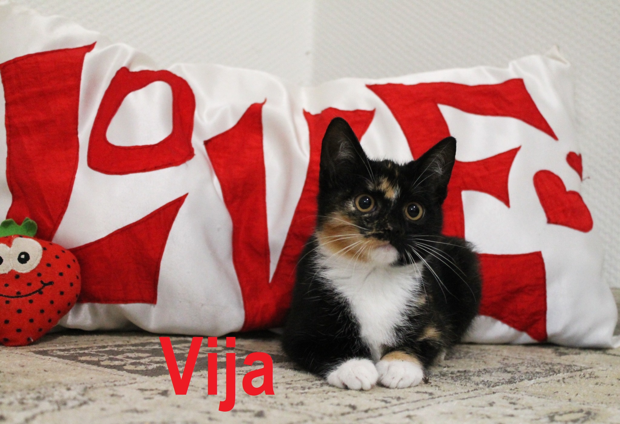 561744979_1142666371328568_7226686250885133115_n – kopija