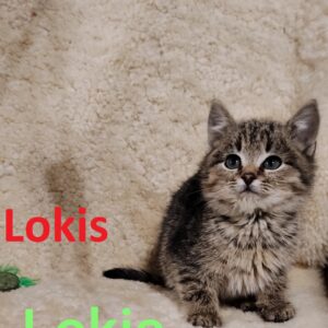 Lokis (skiepytas, čipuotas)