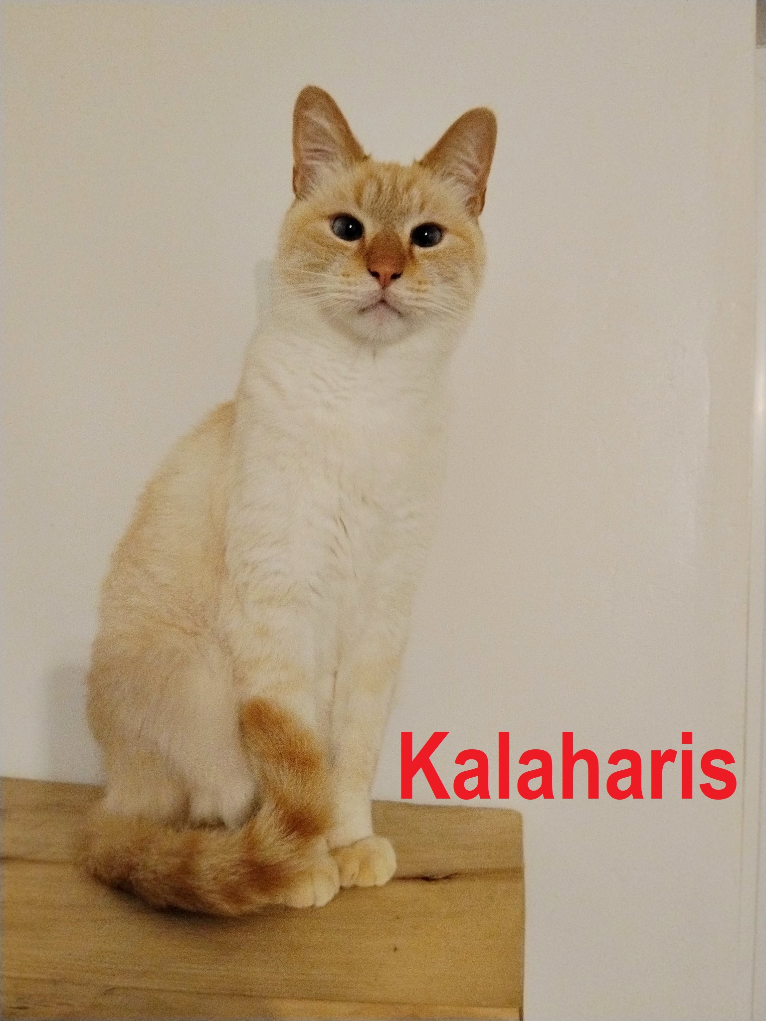 ff8fe21d-0b71-4e5a-8b89-1b985dd13e16 – kopija