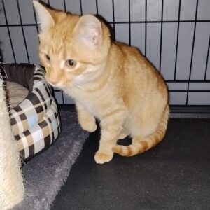 Rastas Trakiškių k.