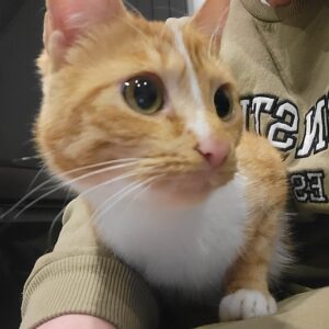 Rasta Marijampolėje