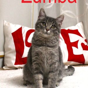 Zumba padovanota 2026.01.17