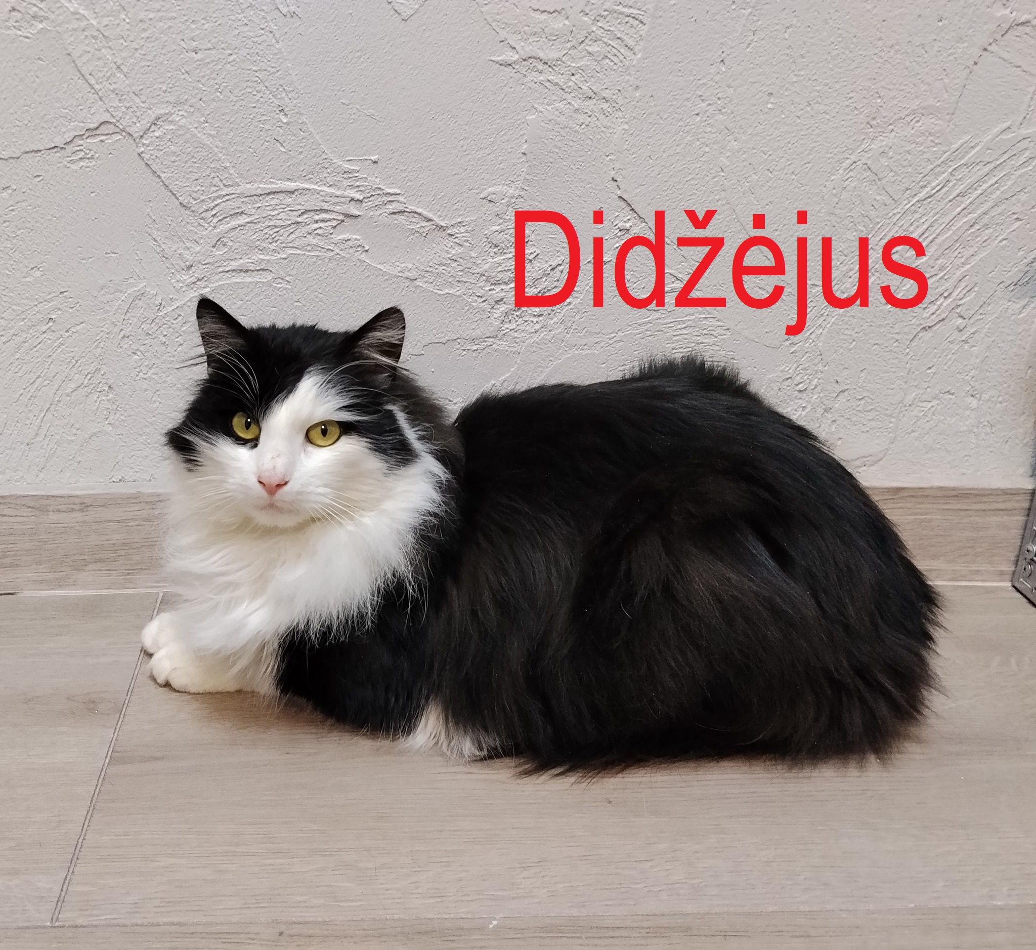 637462727_1236390241956180_1501916956996901483_n