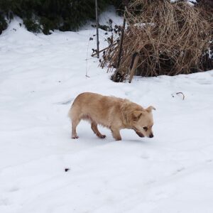 Rastas Marijampolėje