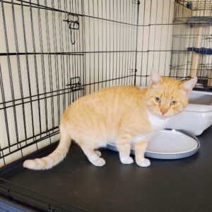 Katinas iš Liudvinavo k.